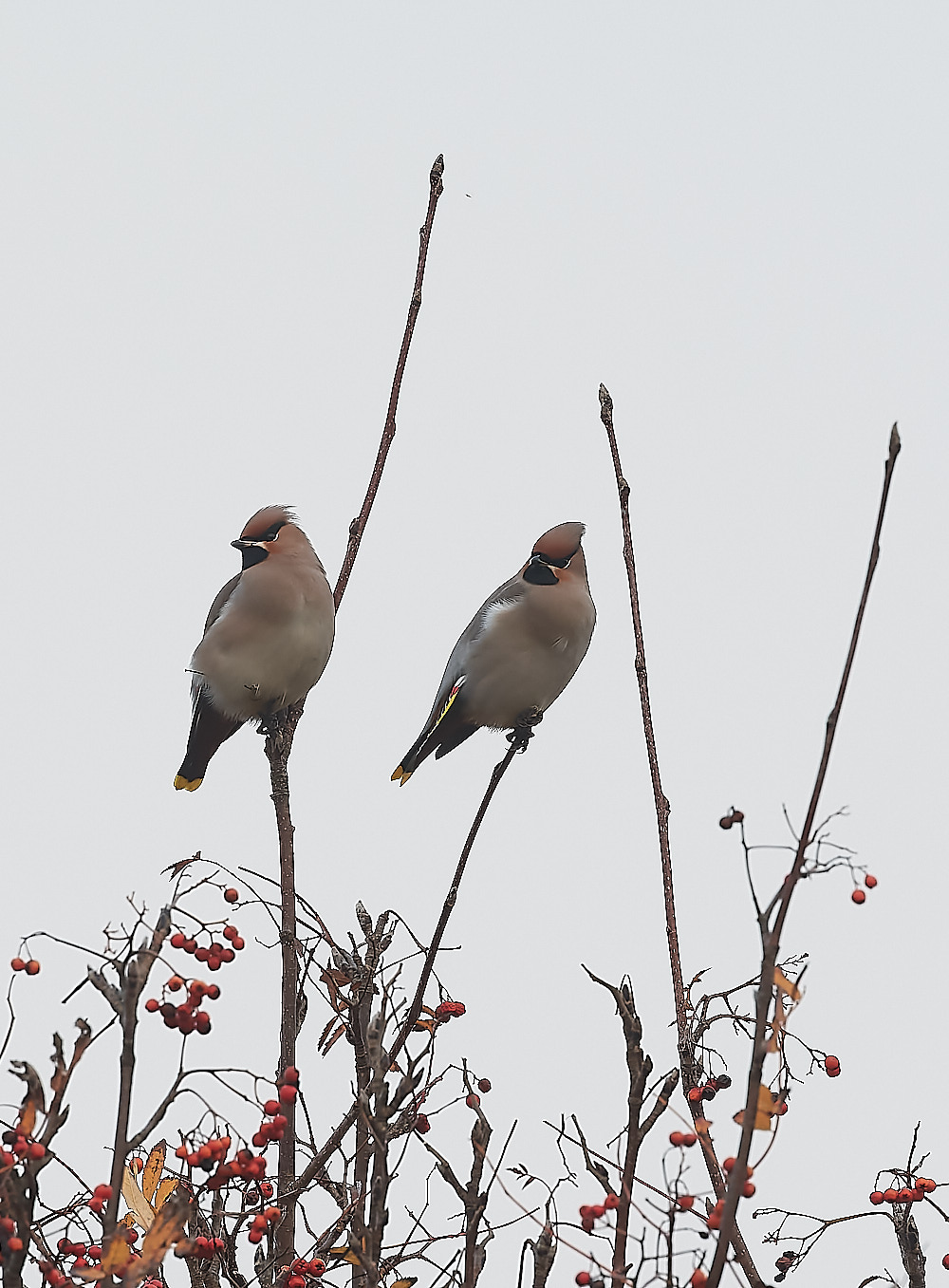 SheringhamWaxwing281122-1-NEF_DxO_DeepPRIME