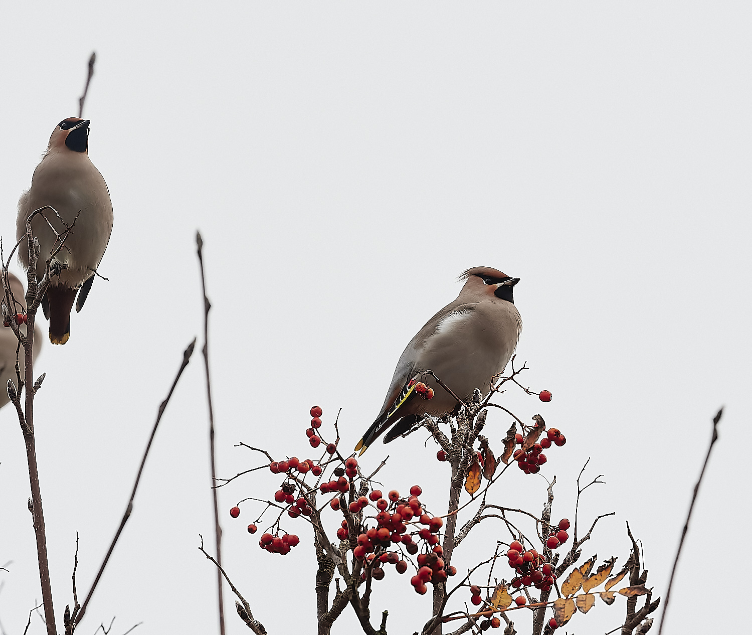 SheringhamWaxwing281122-10-NEF_DxO_DeepPRIME