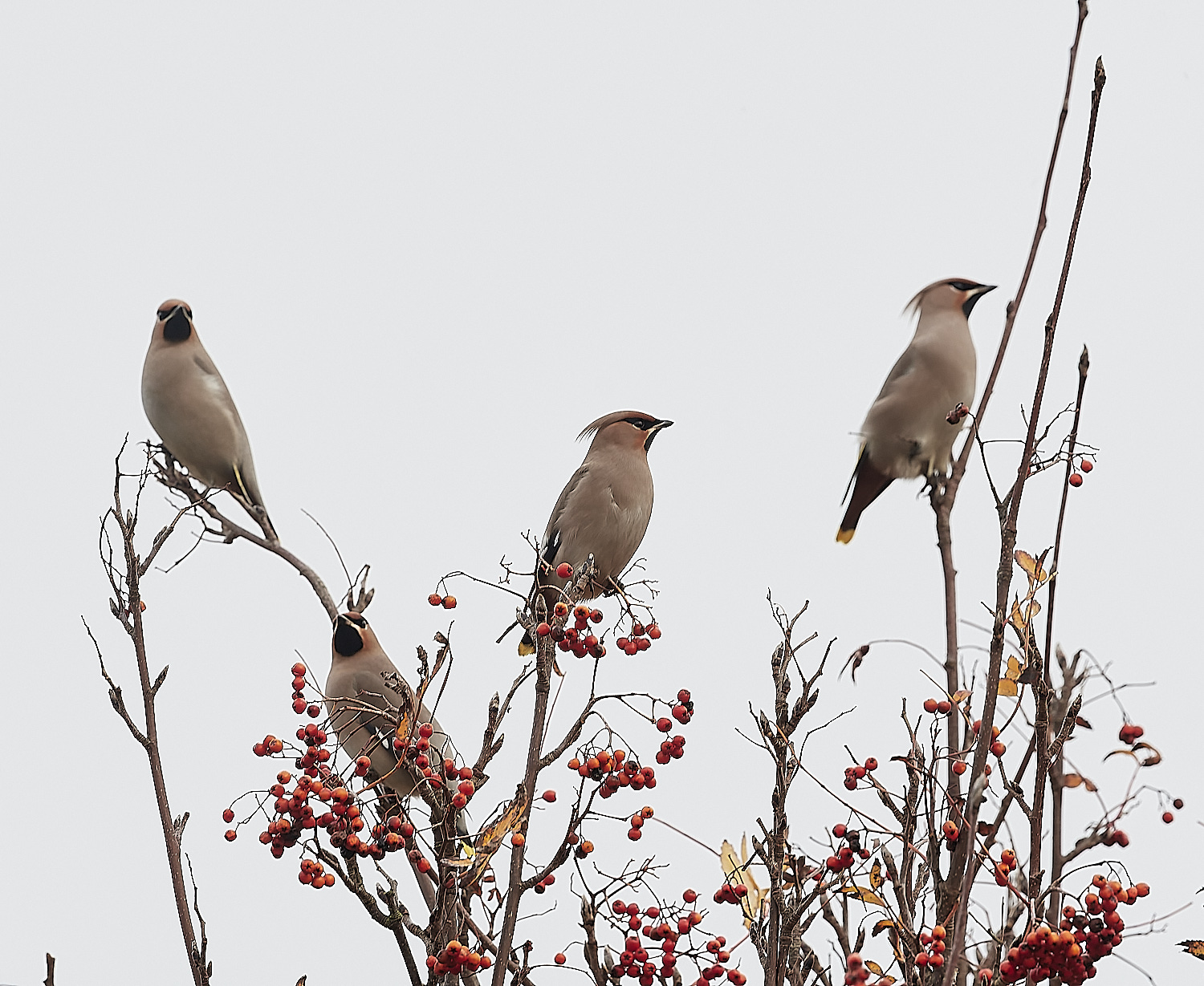 SheringhamWaxwing281122-2-NEF_DxO_DeepPRIME