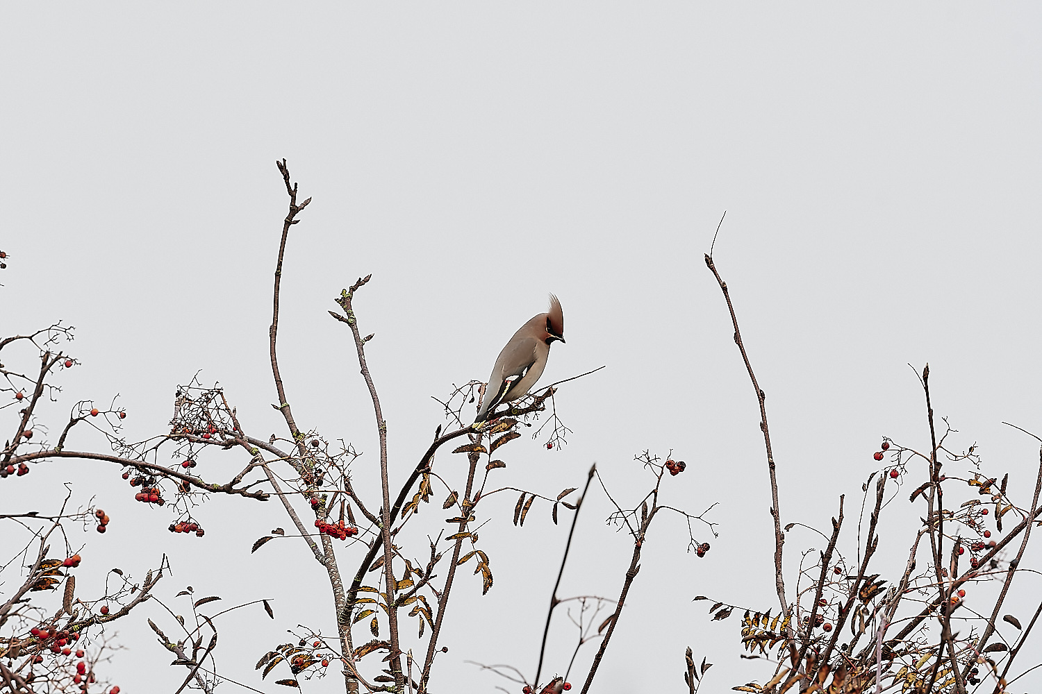SheringhamWaxwing281122-3-NEF_DxO_DeepPRIME