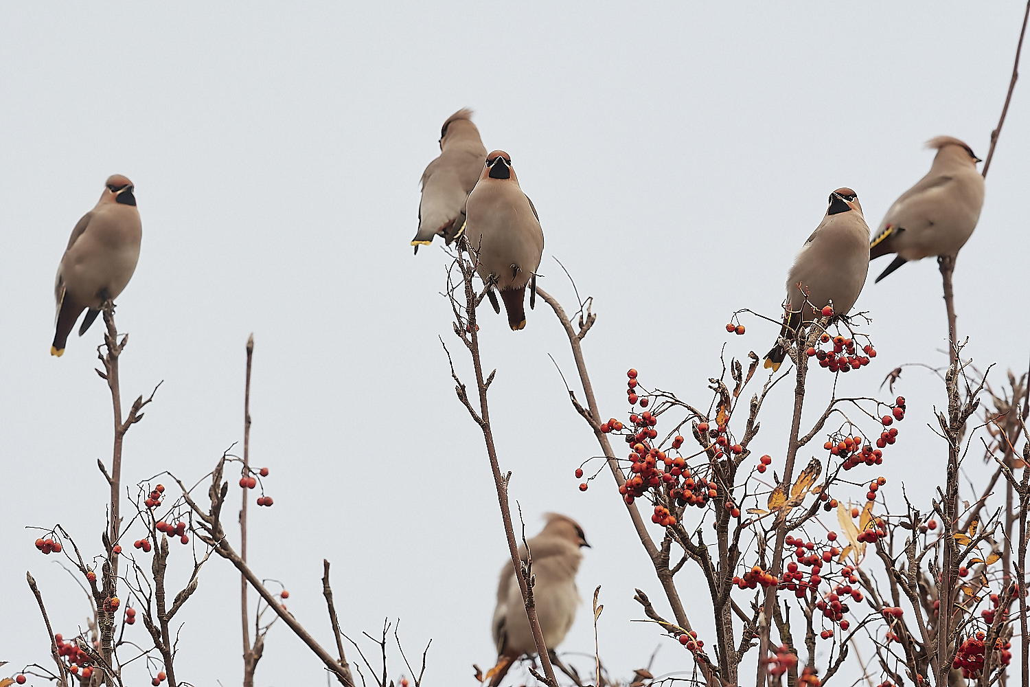 SheringhamWaxwing281122-4-NEF_DxO_DeepPRIME