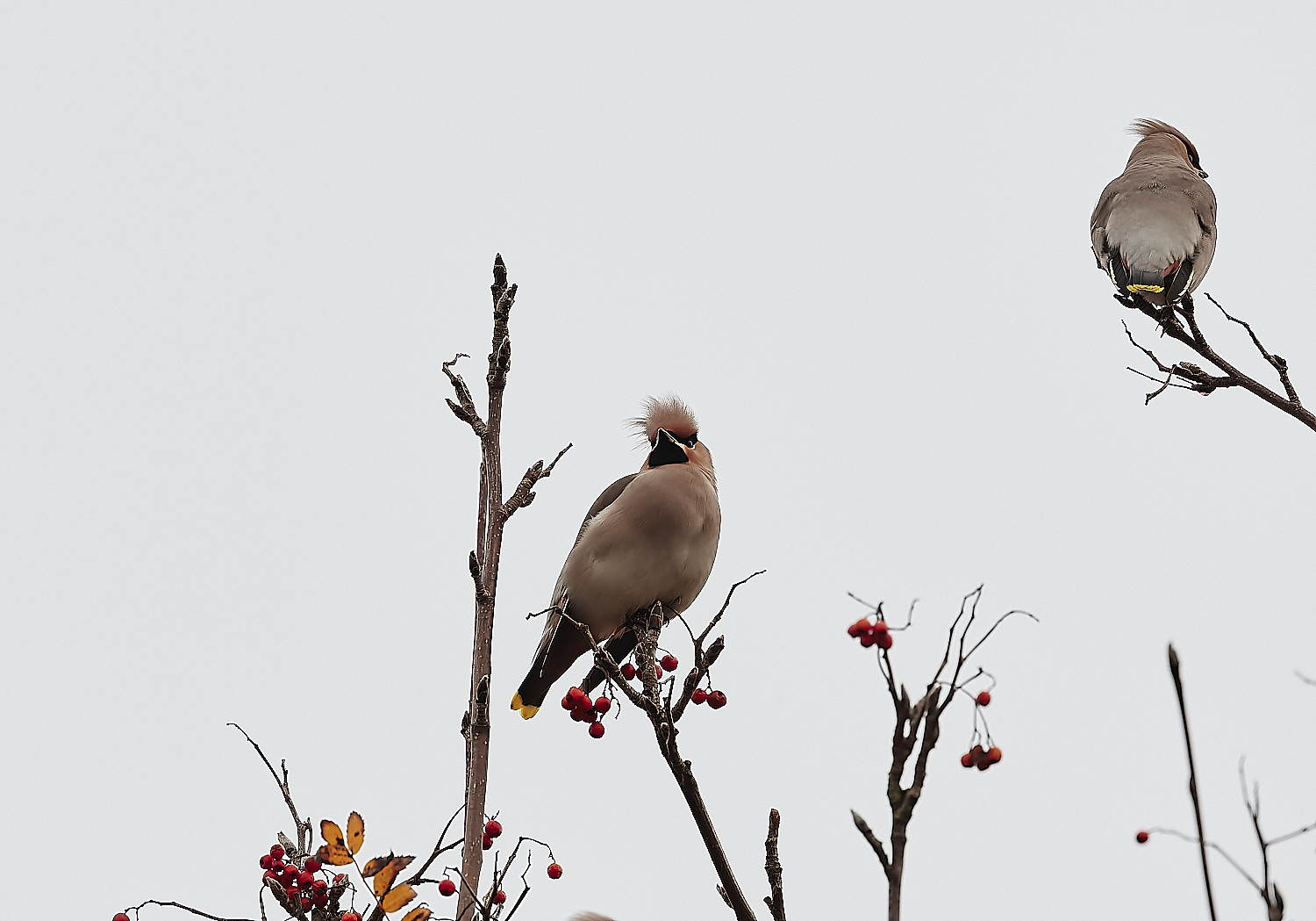 SheringhamWaxwing281122-6-NEF_DxO_DeepPRIME