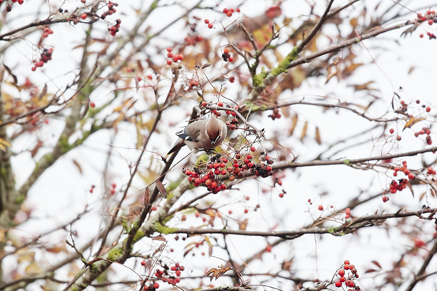 SheringhamWaxwing281122-7-NEF_DxO_DeepPRIME