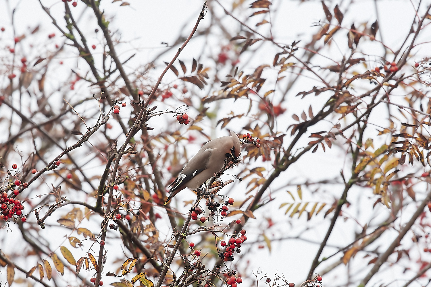 SheringhamWaxwing281122-8-NEF_DxO_DeepPRIME