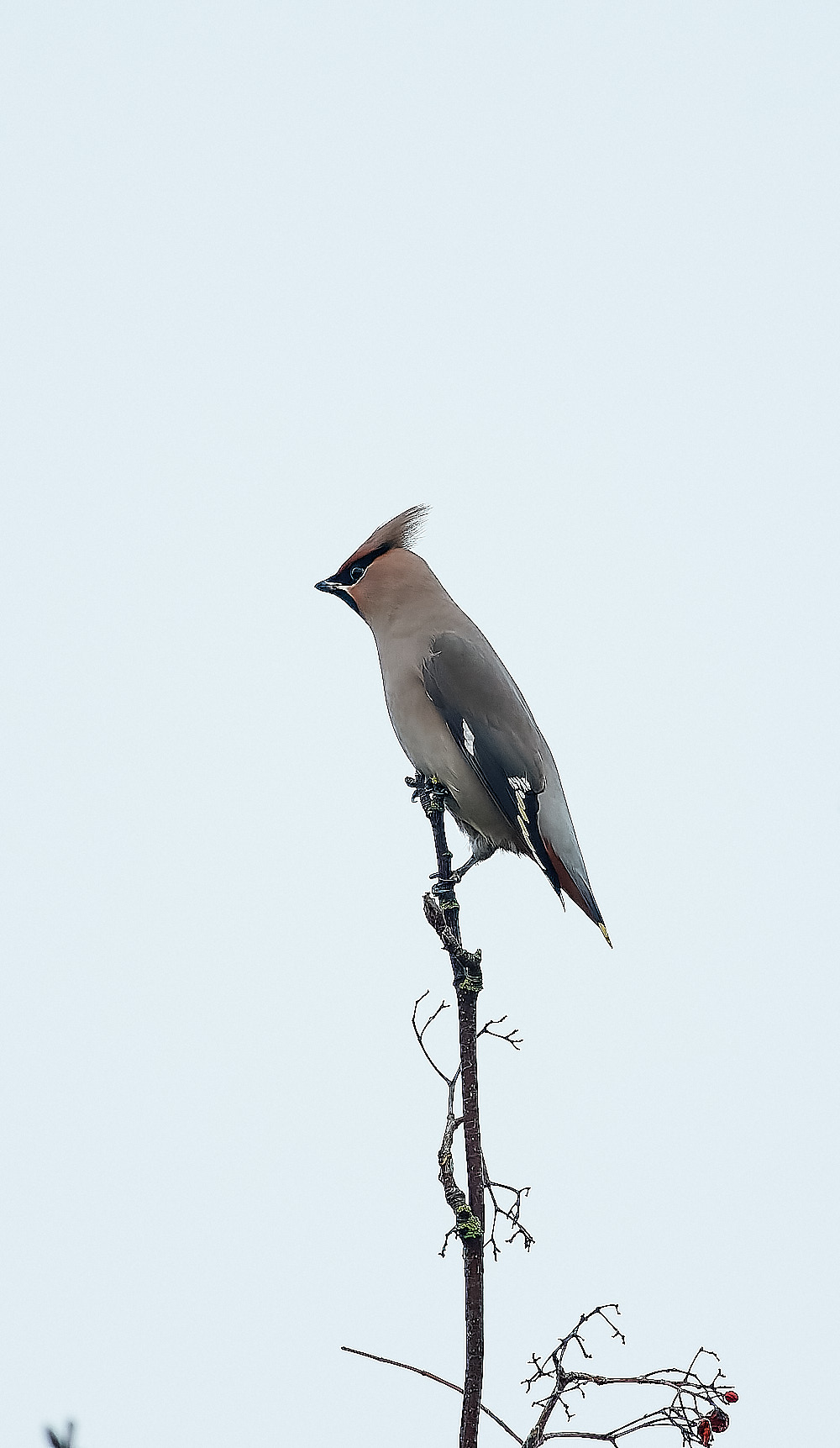 SheringhamWaxwing281122-9-NEF_DxO_DeepPRIME