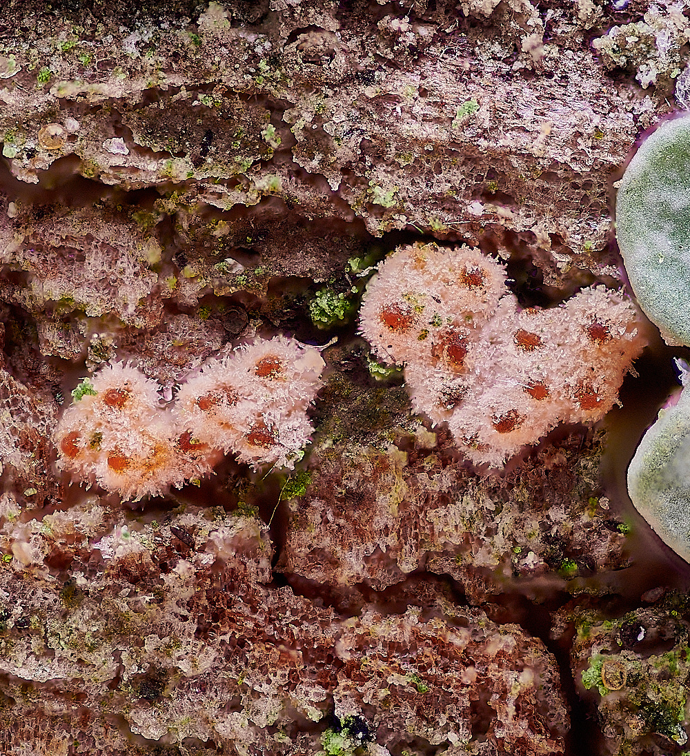 Stewart'sOrangeFuhfus-3 1