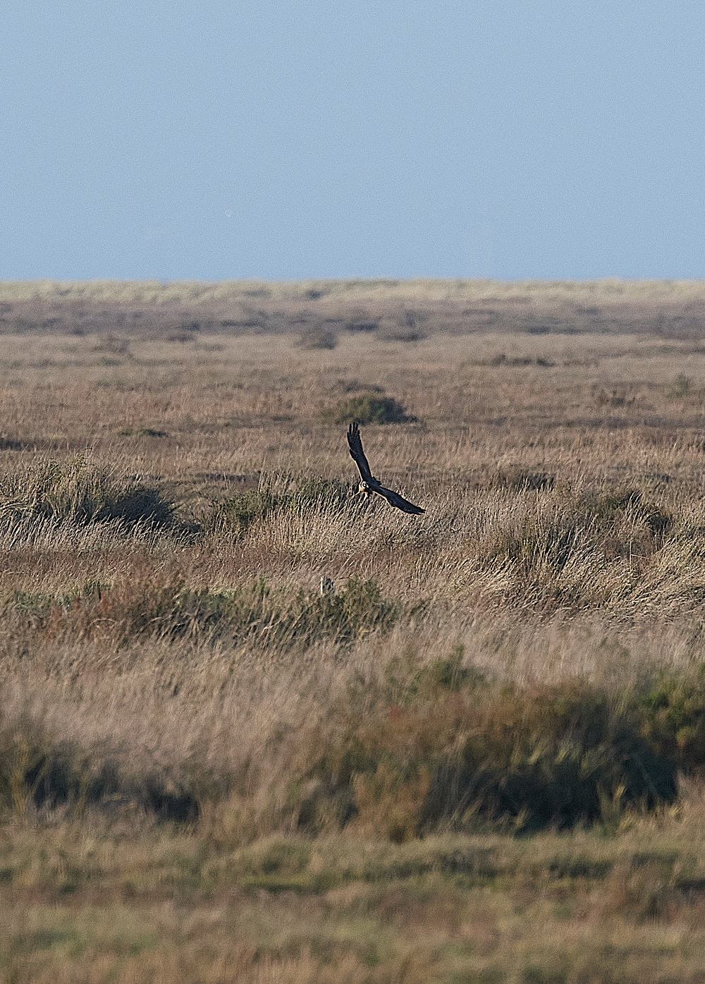 warhamGreensPallidHarrier201222-1